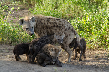 Hy&egrave;ne tachet&eacute;e