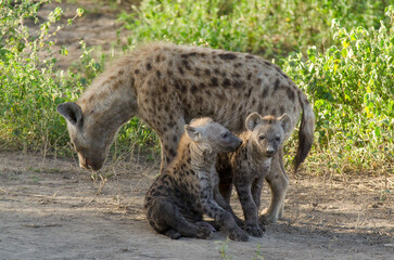 Hy&egrave;ne tachet&eacute;e