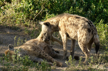 Hy&egrave;ne tachet&eacute;e