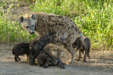 Hy&egrave;ne tachet&eacute;e