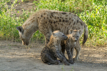 Hy&egrave;ne tachet&eacute;e