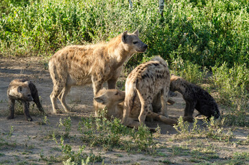 Hy&egrave;ne tachet&eacute;e