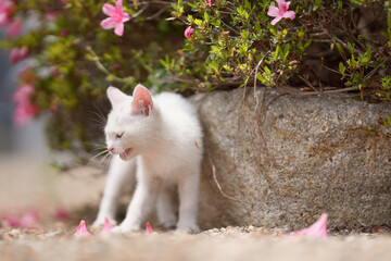 5月、すくすく育つ白い仔猫