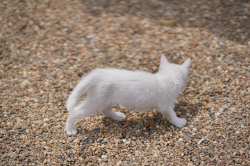 5月、すくすく育つ白い仔猫