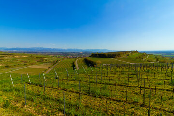 Obraz premium Weinberge Reben Winzer