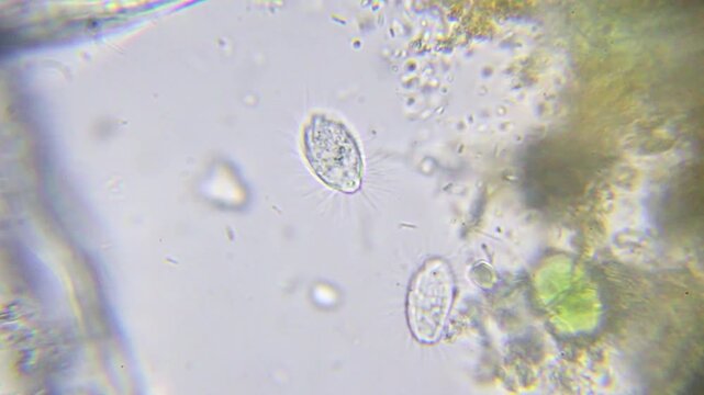 Two small flagellated protozoa side by side with tiny motile bacteria around them, captured at 2000x brightfield microscopy with oil immersion.