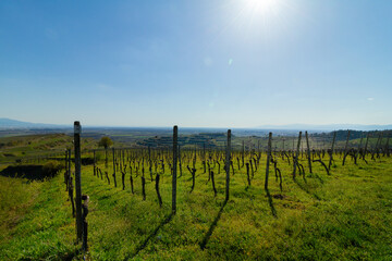 Weinberge Reben Winzer