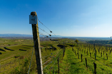 Weinberge Reben Winzer