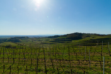 Weinberge Reben Winzer