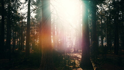 Fototapeta premium Soft sunlight dances through the towering trees, creating a serene and enchanting atmosphere in the heart of the forest. Natures beauty is reflected in the gentle light and lush greenery.