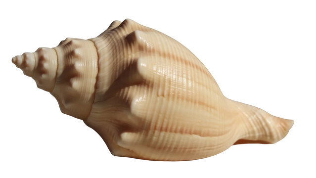 Elegant light brown sea shell isolated PNG, conch shell with ridges and bumps for nautical decor and summer vacation themes