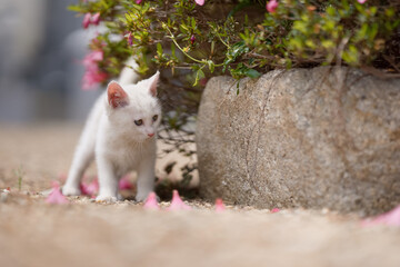 5月、すくすく育つ白い仔猫