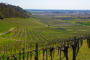 Fototapeta premium Weinberge Reben Winzer