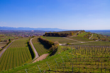 Weinberge Reben Winzer