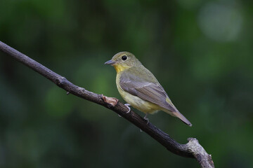 Beautiful Green-backed flycatcher perched on a branch in tropical forest.