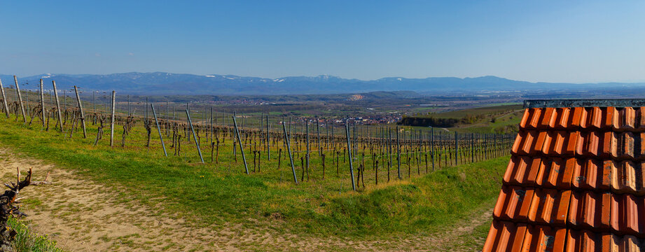 Weinberge Reben Winzer