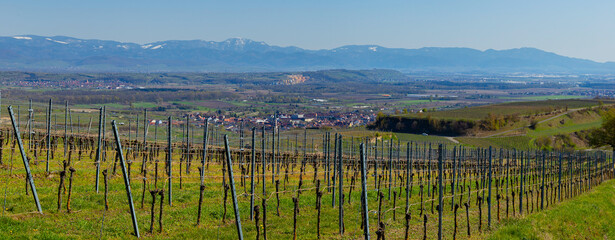 Weinberge Reben Winzer