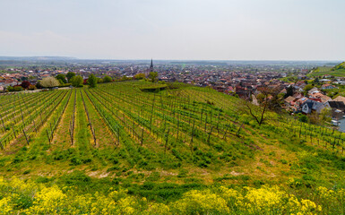 Weinberge Reben Winzer