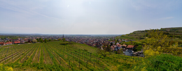Weinberge Reben Winzer
