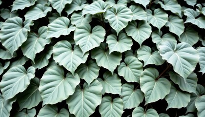 Lush Green Heart-Shaped Leaves Creating a Dense Natural Background for Texture and Foliage Concepts