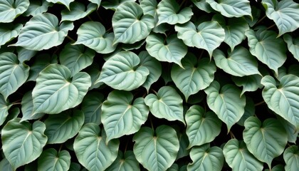 Lush Green Leaves Forming a Textured Background with Intricate Patterns and Natural Beauty