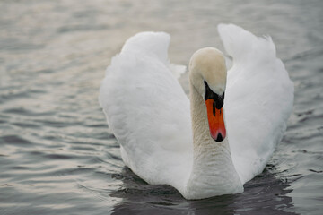 Obraz premium Graceful White Mute Swan Floating on Calm Water Surface - Elegant Water Bird Close-up