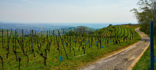 Weinberge Reben Winzer