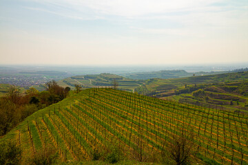 Weinberge Reben Winzer