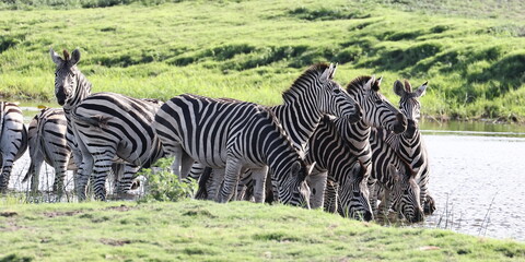 Zebra Herde am Fluss