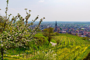 Weinberge Reben Pflanzen Blüten