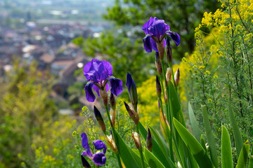 Weinberge Reben Pflanzen Blüten