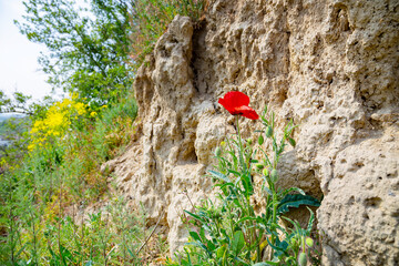 Weinberge Reben Pflanzen Blüten
