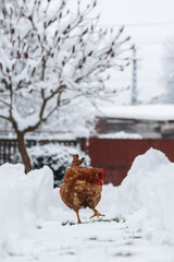 Hen standing in the snow.