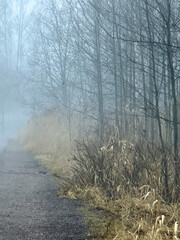 trees in the fog