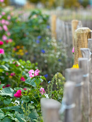 Medow flower in a garden