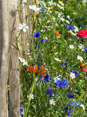 flowers in the garden next to fence