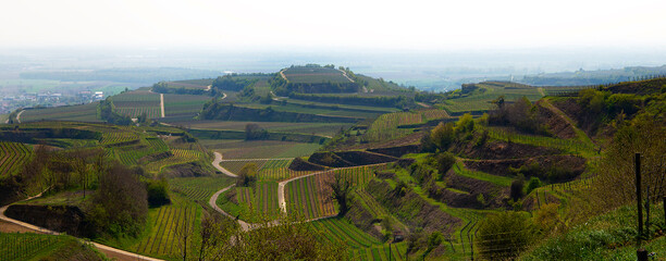 Weinberge Reben Winzer
