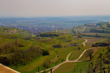 Reben Weinberge