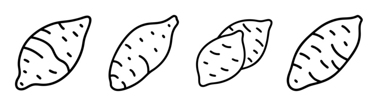 Sweet potato yam vector drawing illustration, healthy food, root vegetable, outline art design