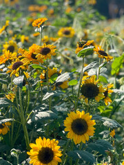 field of sunflowers
