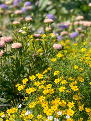 Wild flowers in the garden