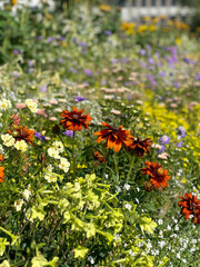 flowers in the summer