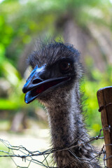 Emu ou ema-australiana &eacute; uma esp&eacute;cie de ave terrestre end&ecirc;mica de Austr&aacute;lia, a segunda maior do mundo.