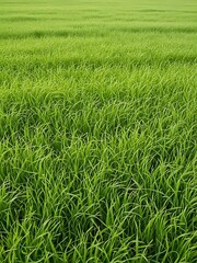 Vibrant Green Rice Field Landscape - Lush Agriculture Background.