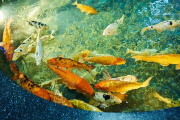 Golden carp in the pool. Fish and aquatic inhabitants
