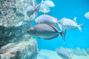 Surgical fish, Marine fish and aquatic inhabitants