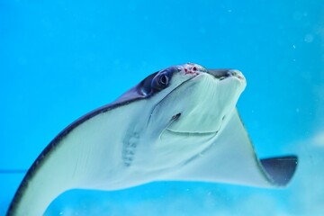 A ramp in the water. Fish and aquatic inhabitants