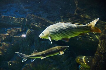 Carp, Marine fish and aquatic inhabitants