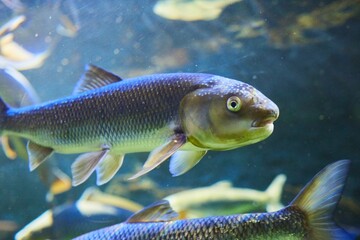 White Amur, Marine fish and aquatic inhabitants