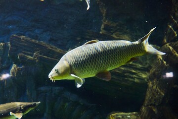 Carp, Marine fish and aquatic inhabitants